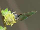 Grnsnabbvinge - Callophrys rubi - Green Hairstreak