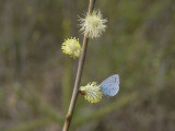 Tosteblvinge - Celastrina argiolus - Holly Blue