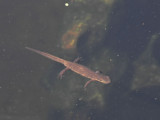 Mindre vattensalamander vilande i vattnet - Common newt restng in the water