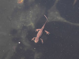 Mindre vattensalamander vilande - Common newt resting