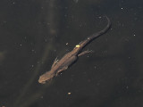 Mindre vattensalamander simmande - Common newt swimming