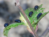En bladbagge -Chrysolina geminata (eller agelastica alni - allvbaggen)