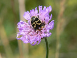 Humlebagge - Trichius fasciatus - Bee Beetle
