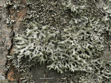 Pukstockslav - Hypogymnia tubulosa - Powder-headed tube lichen