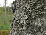 Pukstockslav - Hypogymnia tubulosa - Powder-headed tube lichen