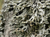 Pukstockslav - Hypogymnia tubulosa - Powder-headed tube lichen