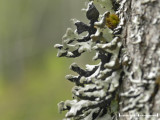 Pukstockslav - Hypogymnia tubulosa - Powder-headed tube lichen