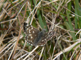 Smultronvisslare - Pyrgus malvae - Grizzled Skipper