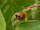 Sjuprickig nyckelpiga - Coccinella septempunctata - Seven-spot Ladybird