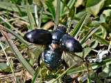 (Skogs?-)Tordyvel - Geotrupes (stercorosus?) - a Dumbledor