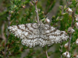Allmän ängsmätare (hona) - Ematurga atomaria - Common Heath (female)