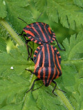 Strimlus - Graphosoma lineatum - Striped Shield Bug