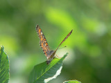 Askntfjril - Euphydryas maturna - Scarce fritillary