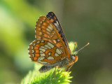 Askntfjril - Euphydryas maturna - Scarce fritillary