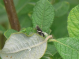 Allmän palpmal - Syncopacma cinctella