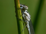 Ljus lyrflickslända - Coenagrion puella - Azure Bluet