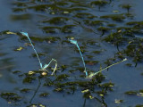 Ljus lyrflickslända - Coenagrion puella - Azure Bluet