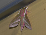Strre snabelsvrmare - Deilephila elpenor - Elephant Hawk-moth