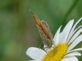 Kamgrsfjril - Coenonympha pamphilus - Small Heath