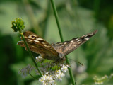 Kvickgrsfjaril - Pararge aegeria - Speckled Wood