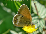 Prlgrsfjril - Coenonympha arcania - Pearly Heath