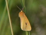 Rödfransad björnspinnare (hane) - Diacrisia sannio - Clouded Buff (male)