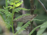 Vågig tofsmätare - Rheumaptera undulata - Scallop Shell