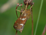 Dvrgrotfjril - Phymatopus hecta (Hepialus h.) - Gold Swift