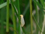 Vit borstspinnare - Cybosia mesomella - Four-dotted Footman