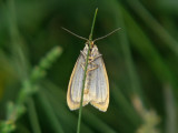 Vit borstspinnare - Cybosia mesomella - Four-dotted Footman