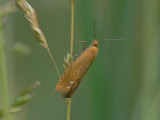 Johannesrtvecklare - Lathronympha strigana