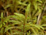 Vggmossa - Pleurozium schreberi - Red-stemmed Feather-moss