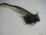 Hylocomium splendens - Husmossa - Glittering Wood-moss