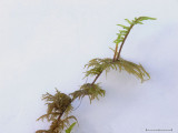 Hylocomium splendens - Husmossa - Glittering Wood-moss