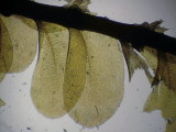Homalia trichomanoides - Trubbfjdermossa - Blunt Feather-moss