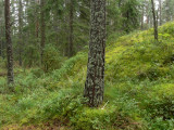 Ptilium crista-castrensis - Kammossa - Ostrich-plume Feather-moss