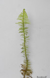Ptilium crista-castrensis - Kammossa - Ostrich-plume Feather-moss