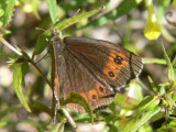 Skogsgrsfjaril - Erebia ligea - Arran Brown