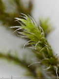 Racomitrium heterostichum - Bergraggmosssa - Bristly Fringe-moss