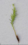 Tetraphis pellucida - Fyrtandsmossa - Pellucid Four-tooth Moss