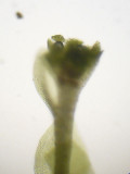Tetraphis pellucida - Fyrtandsmossa - Pellucid Four-tooth Moss