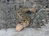 Brunsprtad skymningssvrmare - Hyles gallii - Bedstraw Hawk-moth