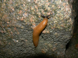 Scandinavian slug