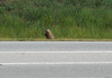 Groundhog !