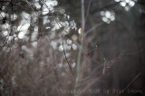 IMG_1226.jpg