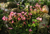 Saxifrage  in  bloom.