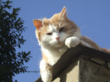 Oscar,relaxing in the sunshine