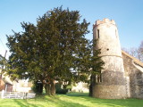 Yew tree as big as a church