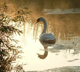 single swan in shade