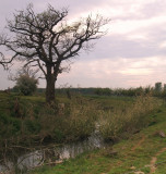 Denham  Castle, the  moat.